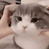Cats Love