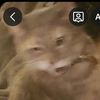 reefswithrobb_bassdacat