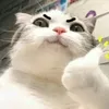 lengocnhu30