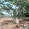 peperbos