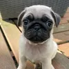 sweetypug