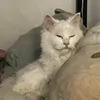 kikokuuuuuuuuu