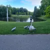carlottadespa