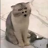 cholamquen1