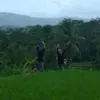 maya_ilalang