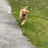 keekeefox
