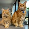 Simba and Silas