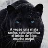 criselchingon