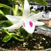 anhtai8989