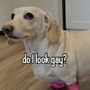 crapperpooper