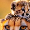 di_ana_135