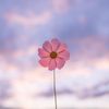 fleurfoux0