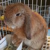rabbitsfur