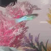 jellyfruit_hypehouse000