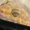 shake_bit