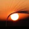 nahlayousef255