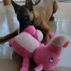 askerdog