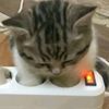 meowiloo_