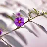 lini_sa
