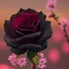 shahram938