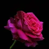 user288l522mov