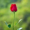 shakrlbrahim2
