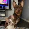 ratterrierpups