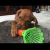 baseballandogs