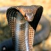 www.kingcobra