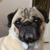 oscarthepug8