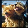 gucci_dolce_da_yorkies
