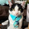 banditcat