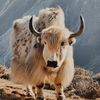 yaks.of.namche