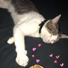 charlii311
