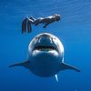 Ocean Ramsey Sharks