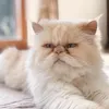 pablusforpresident