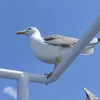 silvicaushi