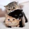 kitttyykatt0