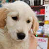 albusdumbledoregolden