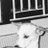 dogstateofmind