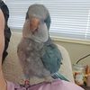 kikathequakerparrot