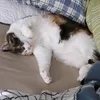 chipochipocachere1