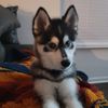 tony_barks