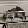 puspitampuss