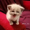 pri_ramox