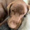 popsthechocolatelabrador