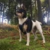 jackiethetoyfoxterrier