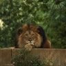 lion1490