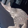 stid_rs16