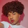 phelipedevid